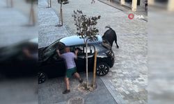 Kızgın boğa park halindeki aracı parçaladı