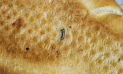 Ekmekten çivi çıktı