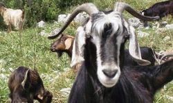 Keçi Çalıştayı Antalya’da düzenlenecek