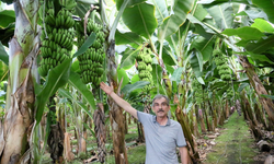 Manavgat'ta muz hasadı