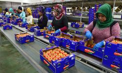 Ukrayna'dan tarıma Anti-Damping darbesi