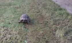 Kaplumbağa ve bahçıvanın dostluğu kıskandırdı