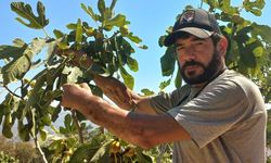 Başkasının kollarıyla incir hasadı yapıyor