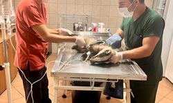 Bahçede bulunan porsuk tedavi altında