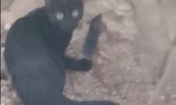 Fare kaçmıyor, kedi kovalamıyor