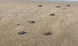 Caretta carettalar denizle buluşuyor