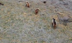 Boz ayı ve iki yavrusu görüntülendi