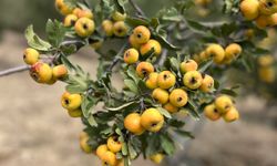 Hatay'ın şifa deposu! Kilosu 200 TL