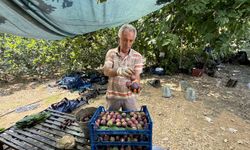 İbradı'da siyah incir hasadı başladı