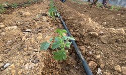 Güzlük fide dikimleri başladı