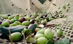 Zeytin üreticilerine uyarı