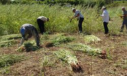 Manavgat'ta altın susamda hasat zamanı