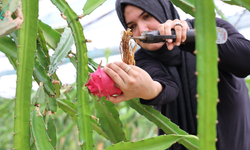 En çok ejder meyvesi kurutuluyor