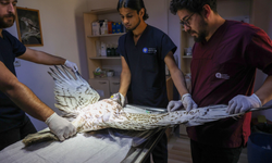 Yılan kartalı yeniden kanatlandı