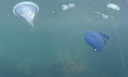 Müsilaj başladı denizanaları öldü