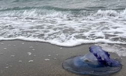 Mavi denizanaları sahile vurdu