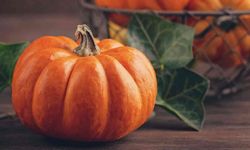 Antalya Balkabağı Dolması tescil yolunda