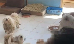 Evde tutulan köpekler kurtarıldı