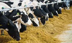 Antalya’da ŞAP alarmı