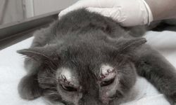 Kediye göz kapağı operasyonu