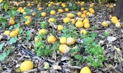 Plansız üretim ekonomiye yansır