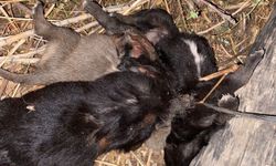 Yavru köpeklerin ölüm nedeni ortaya çıktı