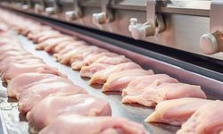 Rekabet Kurulu'ndan piliç devlerine büyük ceza