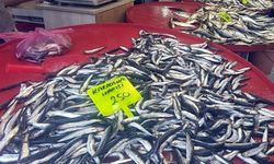 Hamsinin kilosu 250 TL’den satışta