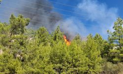 Serik'te orman yangını