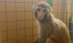Şiddet uygulanan maymun kurtarıldı