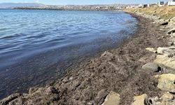 Kıyıları yosun kapladı