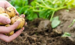 Paramızla yiyecek ürün bulamayacağız