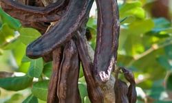 Keçiboynuzu hasadı şenlikle kutlanacak