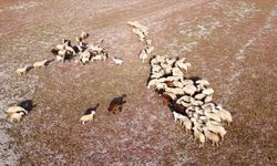 Kuraklığın vahim tablosu