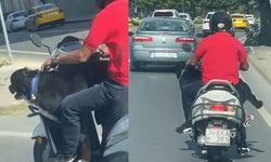 Motosiklet üzerinde köpek ile ilerledi