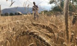 Dünya tahıl arzında rekor beklenti