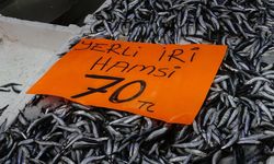 Hamsinin fiyatı 70 liraya düştü