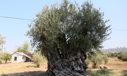 Manisa'nın zeytin ağaçları Antalya'da