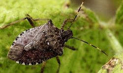 Çiftçinin kabusu kokarca böceği