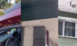 Kahverengi kokarca istilası