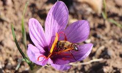 Safranın 1 gramı 500 TL