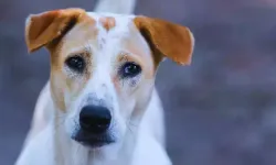 Isparta Barosu'ndan şok iddia: Büyü için işkence yaptılar!