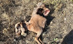 Eve geldiğinde hayatının şokunu yaşadı