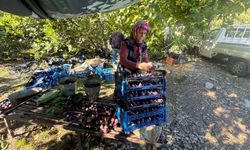 Antalya'da siyah incirde son hasat