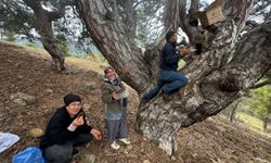 Akseki'nin doğal balı kilosu 5 bin TL'den alıcı buluyor