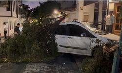 Arabanın üzerine ağaç devrildi