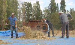 Ata tohumu fasulyeler geleneksel yöntemlerle üretiliyor