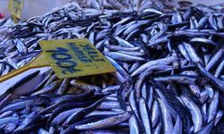 Hamsinin kilosu 100 TL’ye düştü