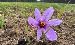 Kilogramı 600 bin lira