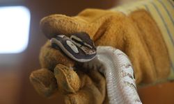 Cebinden yavru piton çıktı